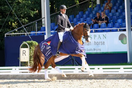 Baccabundus führte bei den HKM Bundeschampionaten die erste Abteilung der sechsjährigen Dressurpferde an. | © LL-Foto