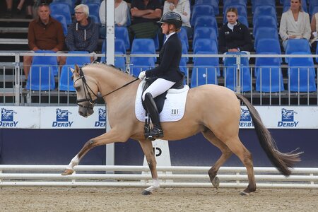 D'uplo führte die Finalqualifikation der vierjährigen Reitponys an. | © Bischoff