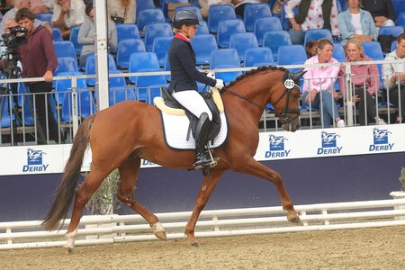 Crosby siegte in der Finalqualifikation der vierjährigen Reitponyhengste. | © Bischoff