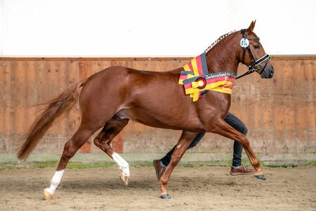 Sieger bei den Deutschen Reitponys wurde der 3-jährige Nöllenbergs Dynamic Royale  | © Hagemeister