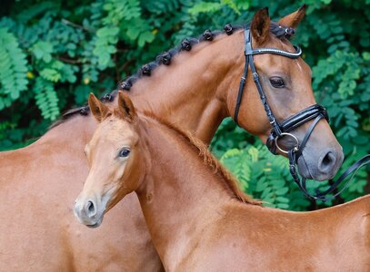 Das teuerste Reitponyfohlen der Auktion stellt das Zuchtgebiet Schleswig-Holstein mit der Kollektionsnummer 1, Checkpoint Charlie.  | © Ponyforum GmbH