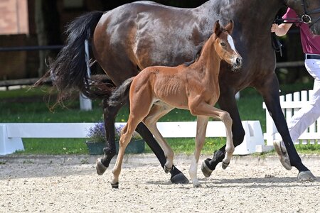 Die Preisspitze von Va Bene-Sir Donnerhall I aus der Zucht von Achim Bauer.  | © Bernd Neff