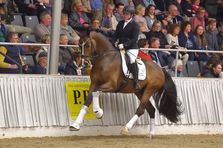 Der fünfjährige Hengst Erste Sahne, ist ab jetzt in Bayern zu Hause und trägt von nun an den Namen „Gut Wettlkam’s Erste Sahne“. | © Bischoff