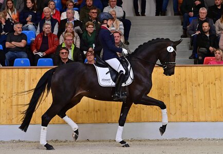 Preisspitze Supernova v. San Amour I - Hotline - Sandro Hit. | © OLD Art