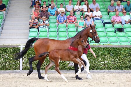 10.000 Euro ließ sich ein treuer DSP-Kunde dieses, bereits mit der Schärpe des Fohlenchampions seines Heimatverbandes ausgezeichnete Sohn des Jaguar v. d. Berghoeve kosten. | © Kirstin Weigel