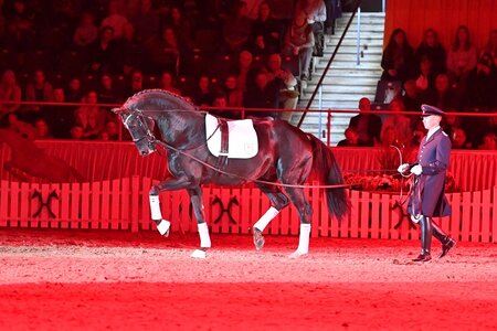 Das niedersächsische Landgestüt Celle meldet den Tod des 14jährigen Dunkelfuchshengstes  Livaldon  | © Beelitz 