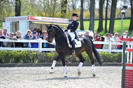 Contendro I war jahrelang hochrangiert im WBFSH-Ranking in Springen und Vielseitigkeit | © EQUITARIS Tanja Becker