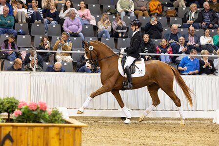 Preisspitze Sunshine v. Secret/Royal Blend  | © Hannoveraner Verband