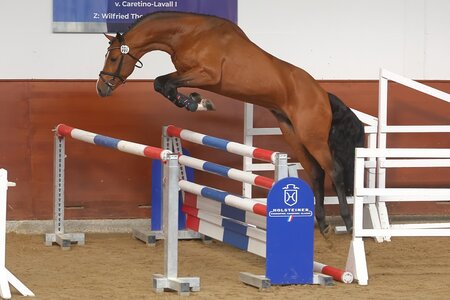 Der Reservesieger des "Schaufenster der Besten" 2024, Amethyst HS setzte sich an die Spitze der Kurz VA Springen in Elmshorn | © Bischoff