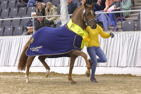 Bei der Junghengstkörung des Verband der Pony- und Kleinpferdezüchter Hannover in Verden geht es am 02. November um Titel, Schärpen und die Zuchtzulassung. | © Bischoff