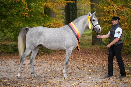 Der Siegerhengst der VZAP-Körung in Darmstadt-Kranichstein entspringt der Zucht des Haupt- und Landgestüt Marbach - WM Daraschad ox repräsentiert Arabische Vollblutzucht und Reitpferdepoints.  | © Angelika Schmidt