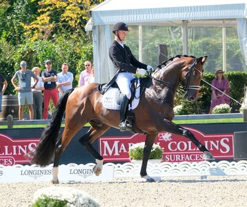 Bei Europameisterschaften und Olympischen Spielen war der Westfale Vayron mit dem Dänen Daniel Bachmann Andersen erfolgreich. Nun wird er von Ingrid Klimke geritten.  | © Hartwig