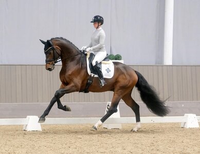 Unter Stammreiterin Jessica Lynn Thomas holte der hannoversch registrierte, Oldenburger Siegerhengst 2024, Verbier in der Veranlagungsprüfung der Dreijährigen das beste Resultat.  | © Hartwig