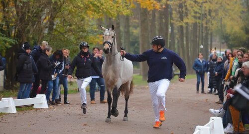 Bereits die Pflastermusterung bei den Ponyforum Hengsttagen 2024 in Wickrath erweckte großes Interesse. | © Bischoff
