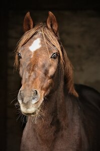 In Ehren ergraut war Oosteinds Ricky noch mit 30 Jahren ein beeindruckendes Pony. | © Schwöbel