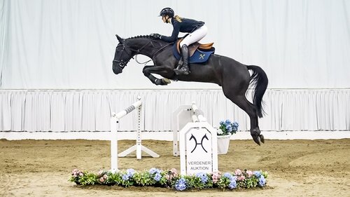 Preisspitze Chubakka Black v. Chubakko/Stakkato  | © Hannoveraner Verband