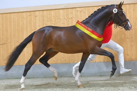 Wer folgt dem Weser-Ems-Sieger aus dem Jahr 2023, am Wochenende auf den Thron? | © Bischoff