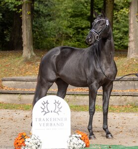 Trakehner Köranwärter 2024: Nr.6 - Kronhüter v. Dameron a.d. Pr.St. Kataleya v. E.H. Rheinklang | © Wiecha