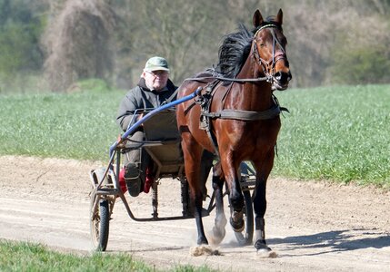 Bis vor wenigen Jahren frönte Sönke Sönksen noch seinem zweiten Hobby, dem Trabrennsport.  | © Hartwig