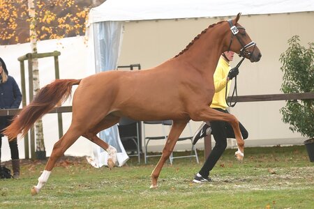 Aus Dänemark kam dieser Körkandidat nach Verden. | © Bischoff