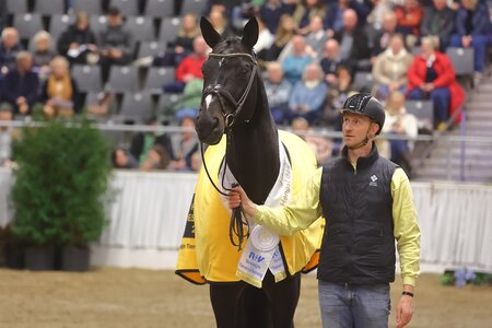 Mit wachem Blick wohnte Benetton Dream seiner Ernennung zum Hannoveraner Hengst des Jahres 2024 in Verden bei. | © Bischoff