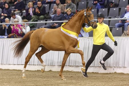 Publikumsliebling und Trumpfkarte im Auktionsring wurde dieser Sohn des Donkey Boss aus Dänemark. | © Bischoff