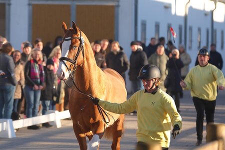 Bei schönstem frühwinterlichem Wetter starteten heute die Hannoveraner Springhengste auf dem Verdener Pflaster in ihr Kör-Prozedere. | © Bischoff