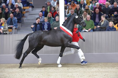 Wer wird den Siegern des vergangenen Jahres auf den Thron folgen? | © Bischoff