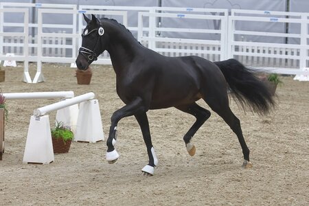 In Körlaune zeigte sich die Westfälische Kommission heute besonders bei den Dressuraspiranten.  | © Bischoff