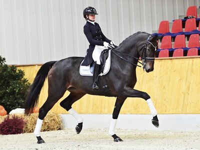 Preisspitze der 12. Oldenburger Special Edition Mirage v. Millennium/Trak. - Fürst Romancier - Lauries Crusador xx - World Cup I.  | © OLD Art