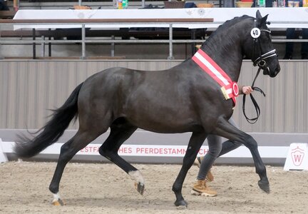 Als wirklich kompletter Hengst erwies sich der Komplett-Sohn aus der Zucht von Bernd Sabel, der in Münster-Handorf zum Siegerhengst ernannt wurde.     | © Hartwig