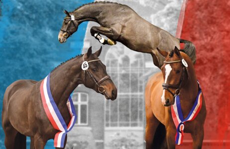 Man darf gespannt sein auf die Holsteiner Junghengstkörung  | © Holsteiner Verband