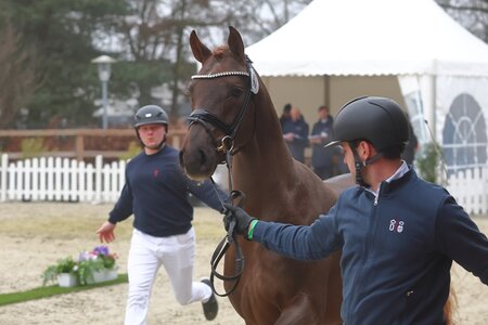 In Vechta bewerben sich seit heute die Kör-Kandidaten des Körjahrgangs 2025 um die Zuchtzulassung und Prämien und Siegertitel. | © Bischoff
