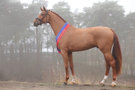 Zehn Jahre nach dem Siegertitel für den Dunkelfuchs Bonds stellt die Sir Donnerhall Tochter Rioja mit ihrem Sohn von La Vie einen zweiten Oldenburger Siegerhengst. | © Bischoff