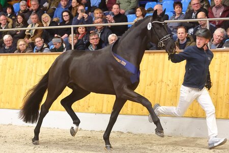 Für 300.000 Euro fand dieser Oldenburger Secret Sohn neue Besitzer. | © Bischoff