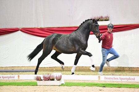 Ein Hingucker bereits jetzt in der Kollektion zu sehen ist der Quaterback-Belantis I Sohn, welcher in der Auktion vorgestellt wird.  | © Björn Schroeder