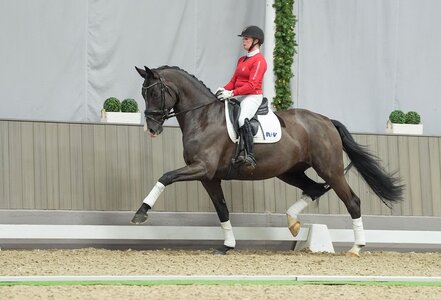 Diese Tochter des Secret aus einer Swarovski-Mutter erzielte mit einem Zuschlag von 66500 Euro den Spitzenpreis bei der Winterauktion des Westfälischen Pferdestammbuchs in Münster-Handorf. | © Reckimedia