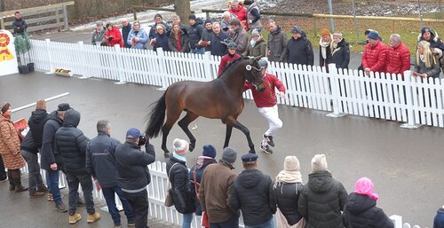 Der Donnerstag begann mit dem Auftritt der Hengste auf dem Pflaster. | © Bischoff
