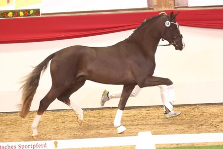 Erhielt heute in München ein positives Körurteil - dieser Sohn des Bonds. | © Bischoff