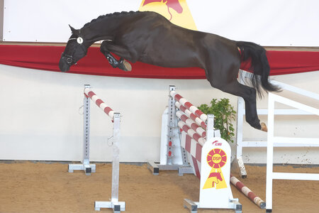 Der Chacco Chacco - Landrebell Sohn aus der Zucht von Siegmar Ströhmer überzeugte die Körkommission und das Publikum und wurde zum ersten Reservesieger der Springhengste.  | © Bischoff