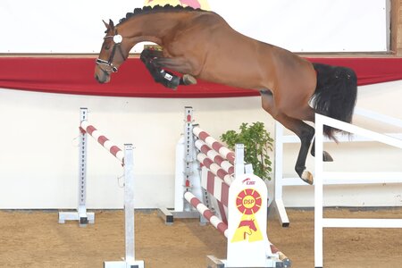 Chaplin's Touch kommt zum Bachl Weekend. | © Bischoff