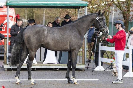 Auftakt zur AWÖ Körung auf dem Pflaster | © Kraus