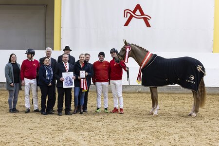 Zum AWÖ Dressursieger 2025 wurde "Vom Feinsten" von Viva Gold OLD gekürt. | © Kraus