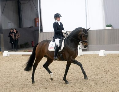 Sieger bei den Dressurhengsten wurde der Secret-Sohn Sir Gribaldi mit Beatrice Arturi im Sattel. | © Hartwig