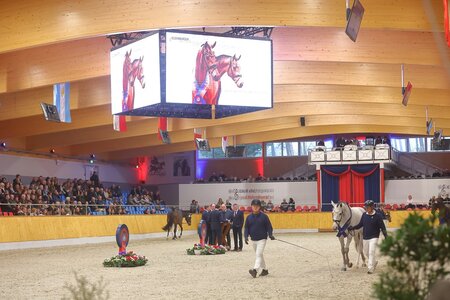 Bereits im November 2025 wird es ein Wiedersehen im Oldenburger Pferdezentrum zur nächsten Hauptkörung geben. | © Bischoff