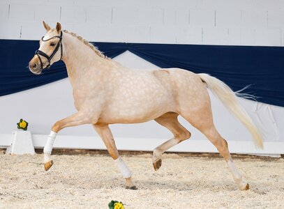 Preisspitze DEENAH AT, Zuchtgebiet Rheinland  | © Ponyforum GmbH
