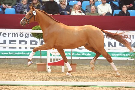 Positiv auf den Wirkstoff Meloxicam getestet wurde mit A- und B-Probe der gekörte Sohn des Quaterback - Damsey ausgestellt durch die Stiftung BHLG Neustadt. | © Bischoff