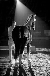 Die KWPN Vererber-Legende Negro ist für immer von der Bühne des Lebens abgetreten. | © Caremans