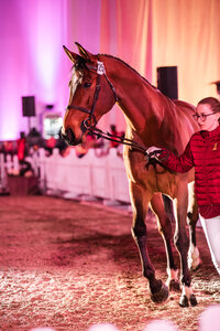 Karl, ein Sohn des Kannan, avancierte bei den Chiemsee Sales zur Preisspitze. | © Sofia Weigl