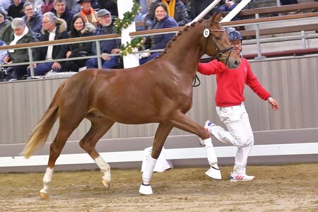 Viva la Vida, anlässlich seiner Körung 2022 in Münster-Handorf. Unter dem Namen Va Va Voom bereichert er nun nach bemerkenswerter gesundheitlicher Entwicklung das aktuelle Auktions-Lot der Westfälischen Frühjahrs-Auktion 2025 | © Bischoff